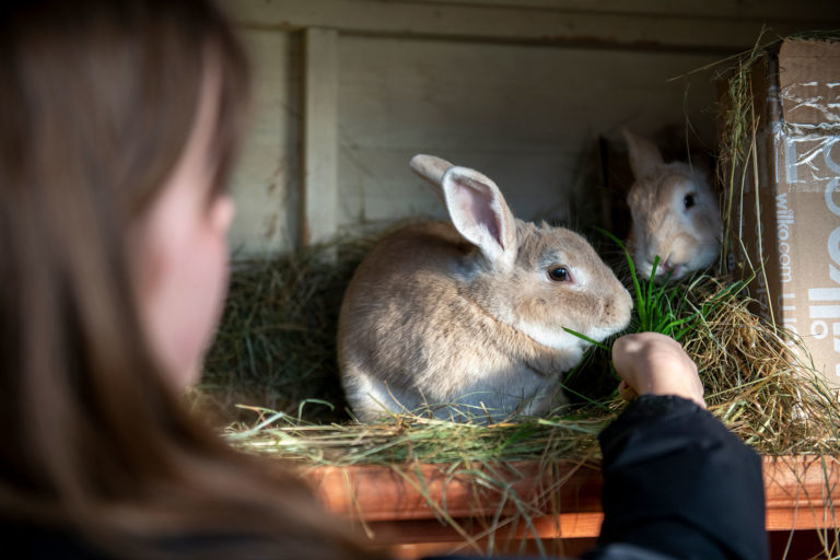 Small Furry Pet Purchasers