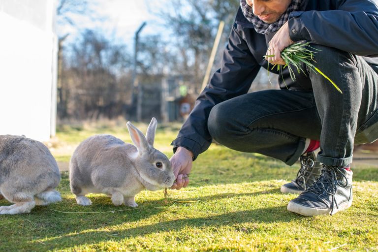 Small Furry Pet Purchasers