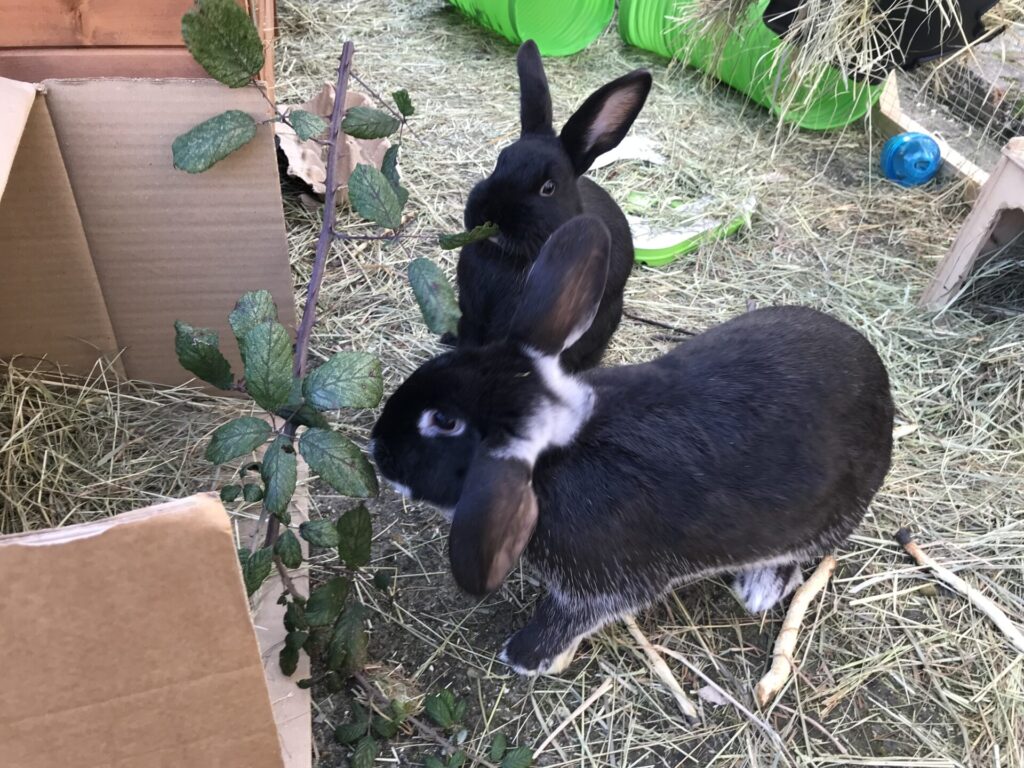 Rabbit housing – Wood Green Personas